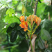 Epidendrum - 1er frémissement