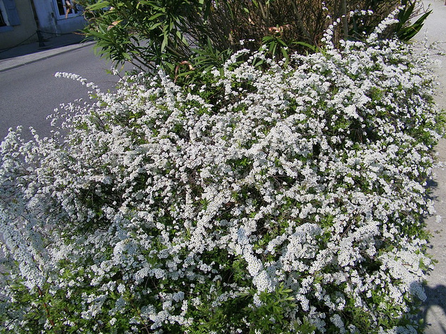 Buisson blanc