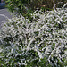Buisson blanc