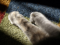 warm paws