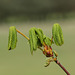 Horse chestnut (Aesculus hippocastanum) leaves