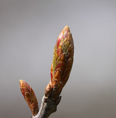 Red Oak bud