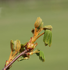 Horse chestnut (Aesculus hippocastanum) leaves