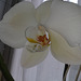 Orquidea blanca 3