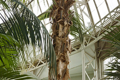 Jelly Palm – New York Botanical Garden, New York, New York