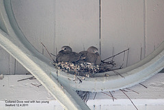 Collared Dove nest with 2 young Seaford 12 4 2011