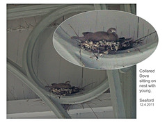 Collared Dove on nest with young - Seaford railway station - 12.4.2011
