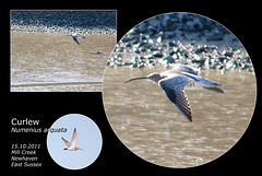 Curlew - Mill Creek - Newhaven - 15.10.2011