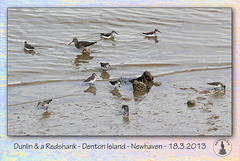 Dunlin & a Redshank Denton Island 18 3 2013