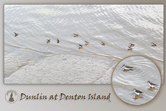Dunlin at Denton Island - Newhaven - 18.3.2013