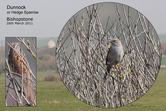 Dunnock or Hedge Sparrow Bishopstone 26 3 2011
