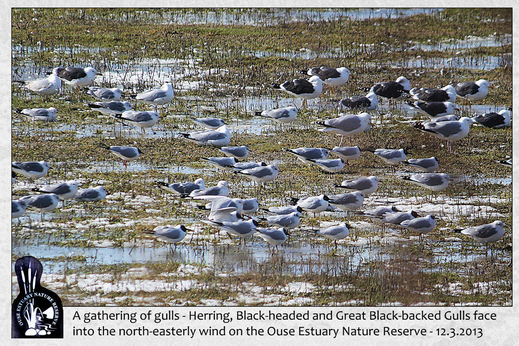 Gathering of gulls - Ouse Estuary Nature Reserve - 12.3.2013