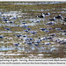 Gathering of gulls - Ouse Estuary Nature Reserve - 12.3.2013