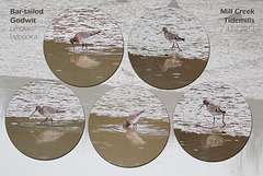 Bar-tailed Godwit - Tidemills - East Sussex - 17.2.2012