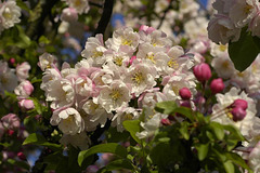Fleurs de Cerisier.