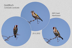 Goldfinch - Mill Creek - Newhaven - 29.5.2012