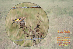Goldfinch - possibly female or immature - Bishopstone - 29.9.2011