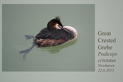 Great Crested Grebe - Newhaven - 22.6.2013