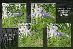 Grey Heron catches lunch - Lottbridge - 31.7.2013