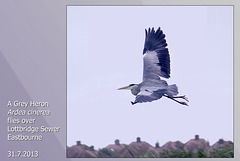 Grey Heron taking off - Lottbridge - Eastbourne -  31.7.2013