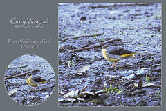 Grey Wagtail - East Blatchington Pond - 27.1.2012