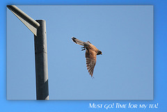 Hawk takes off - Bishopstone - 19.6.2012