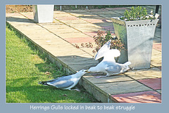 Herring Gulls beak to beak - 20.4.2011
