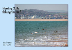 Herring gulls fishing at Seaford - 30.3.2012