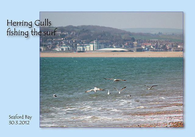 Herring gulls fishing at Seaford - 30.3.2012 Herring gulls fishing at Seaford - 30.3.2012