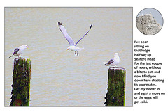 It's a gull's life - Seaford Head - 17.5.2013