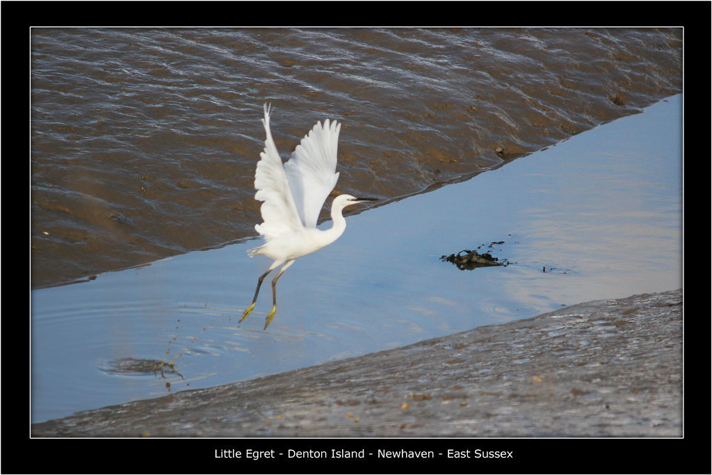 Little Egret takes off Denton Island 25 10 2011