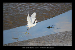 Little Egret takes off Denton Island 25 10 2011