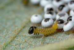 Buff-tip Moth Larva (Phalera bucephala)