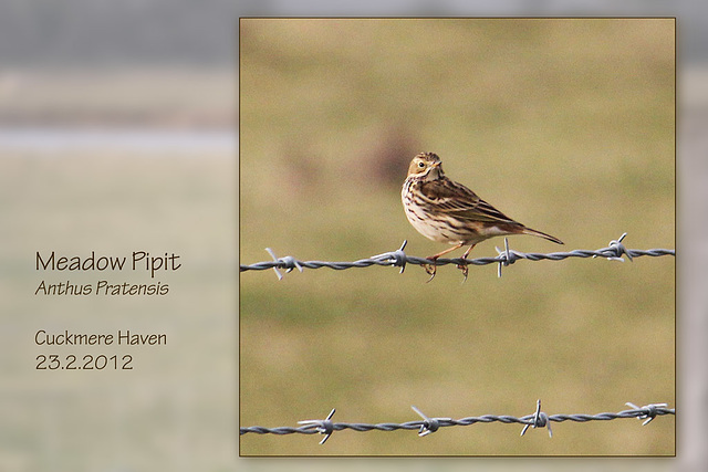 Meadow Pipit Cuckmere 23 2 2012