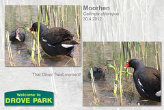 Moorhen & juvenile - Drove Park - Newhaven - 30.4.2012
