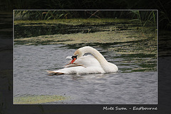 Mute swan Lottbridge 31 7 2013
