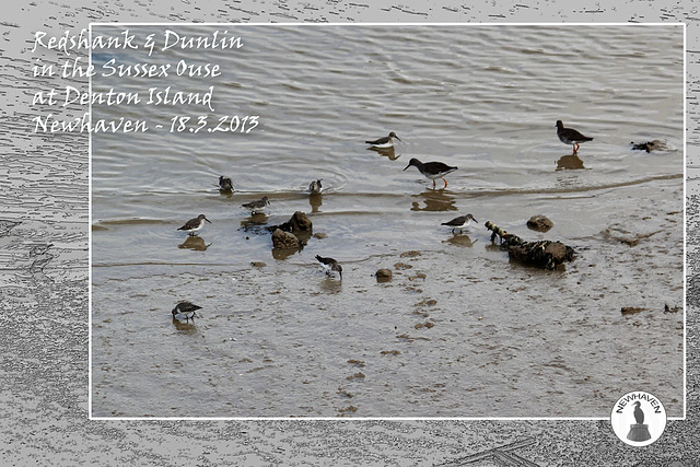 Redshanks & Dunlin Denton Island 18 3 2013