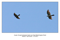 Sparrowhawks over East Blatchington Pond - 27.8.2011