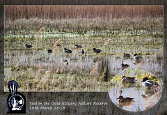 Teal in Ouse Estuary Nature Reserve - 18.3.2013