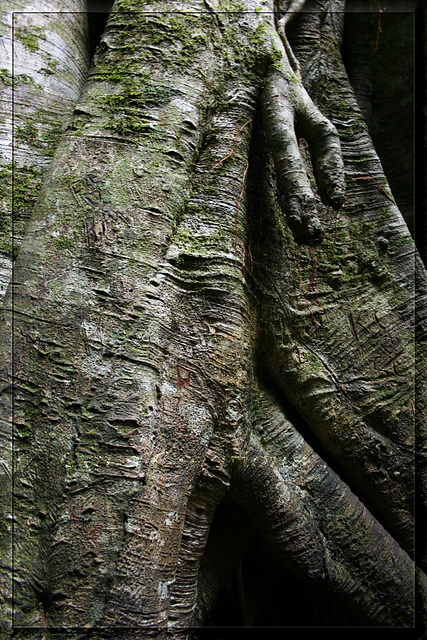 Strangler Fig.1