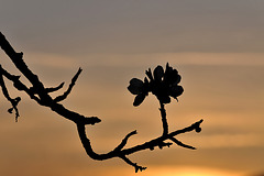 MITTELWIHR: Ombre chinoise sur une fleur d'amandier.