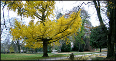 BESANCON: Le ginkobiloba tout jaune du parc Micaud.