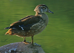 Young Wood Duck, Aix sponsa