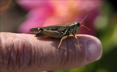 Grasshopper 00 20130805