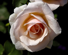 Rose 15