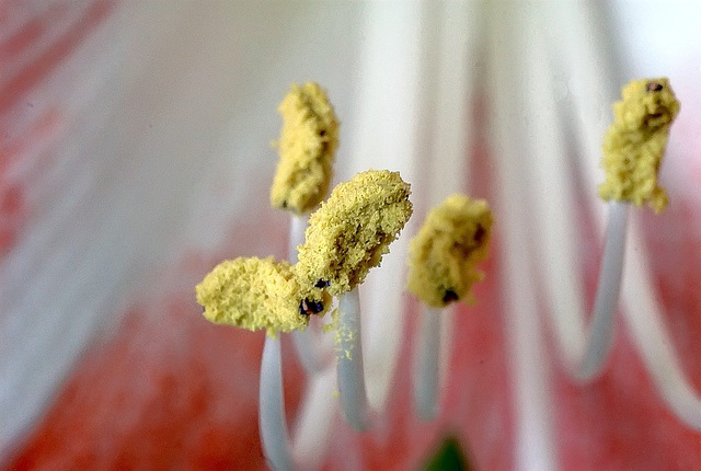 Etamines d'une fleur d'amarillys.