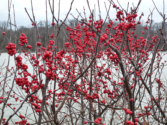 berries