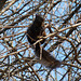 black squirrel