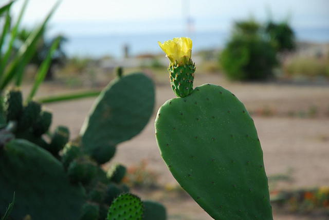 Une fleur de Cactus.