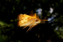 Zabulon Skipper Butterfly In Flight